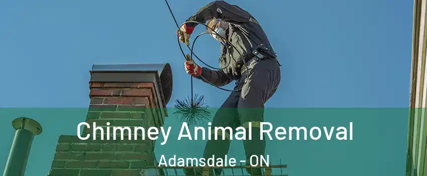 Chimney Animal Removal Adamsdale - ON