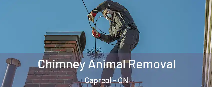 Chimney Animal Removal Capreol - ON