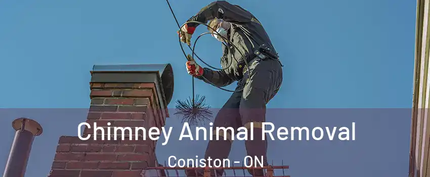 Chimney Animal Removal Coniston - ON