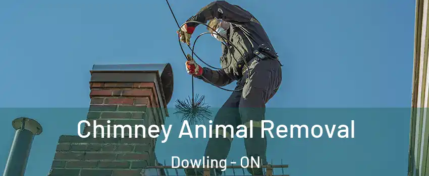 Chimney Animal Removal Dowling - ON