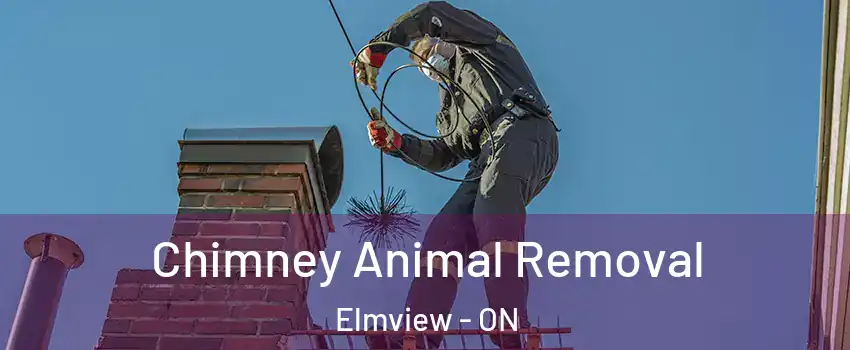 Chimney Animal Removal Elmview - ON