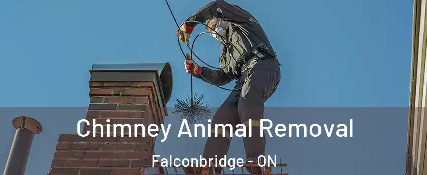 Chimney Animal Removal Falconbridge - ON