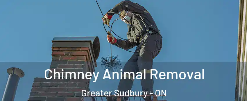 Chimney Animal Removal Greater Sudbury - ON