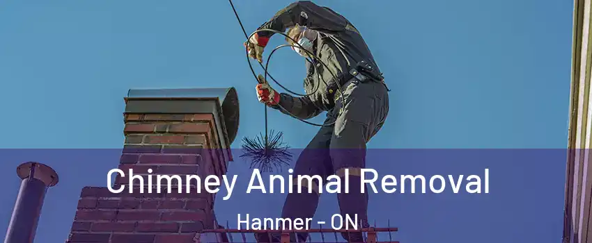 Chimney Animal Removal Hanmer - ON