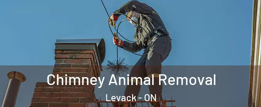 Chimney Animal Removal Levack - ON