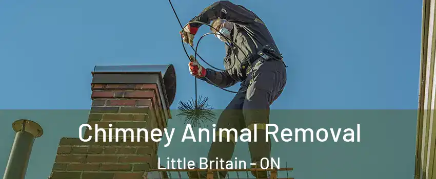 Chimney Animal Removal Little Britain - ON