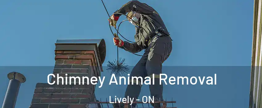 Chimney Animal Removal Lively - ON