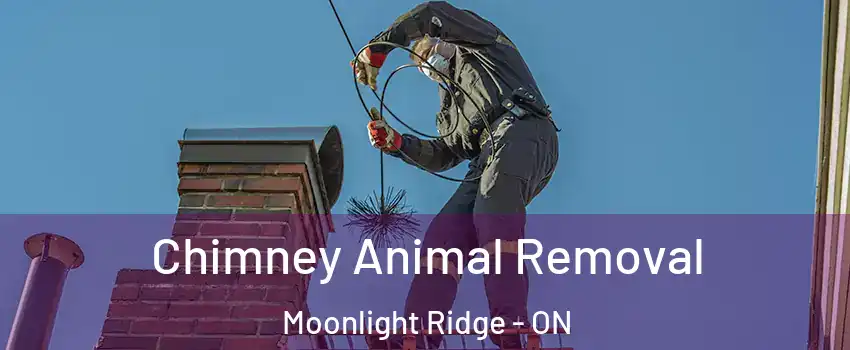 Chimney Animal Removal Moonlight Ridge - ON