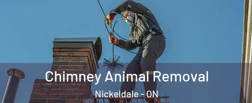 Chimney Animal Removal Nickeldale - ON