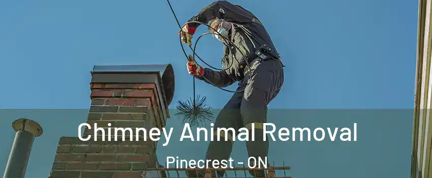 Chimney Animal Removal Pinecrest - ON