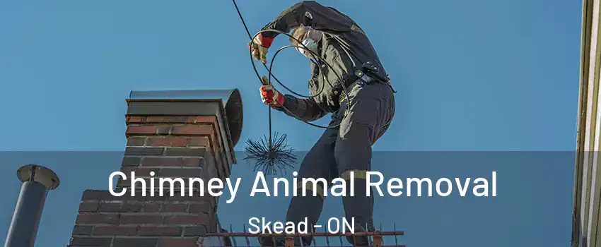Chimney Animal Removal Skead - ON