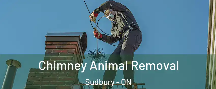 Chimney Animal Removal Sudbury - ON