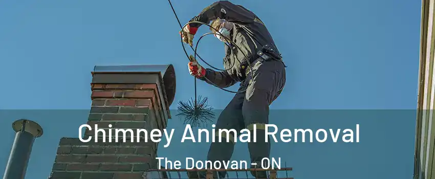 Chimney Animal Removal The Donovan - ON